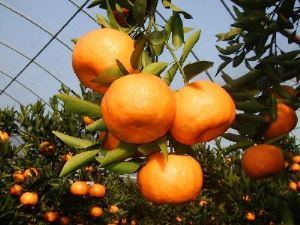 Les cellules des oranges mandarines ont-elles un impact sur la santé cardiaque ?